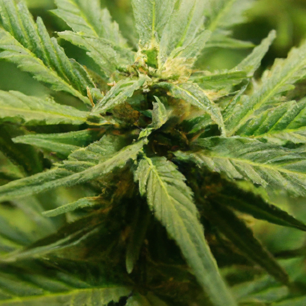 Embracing the Magic: Cannabis Soil Experience