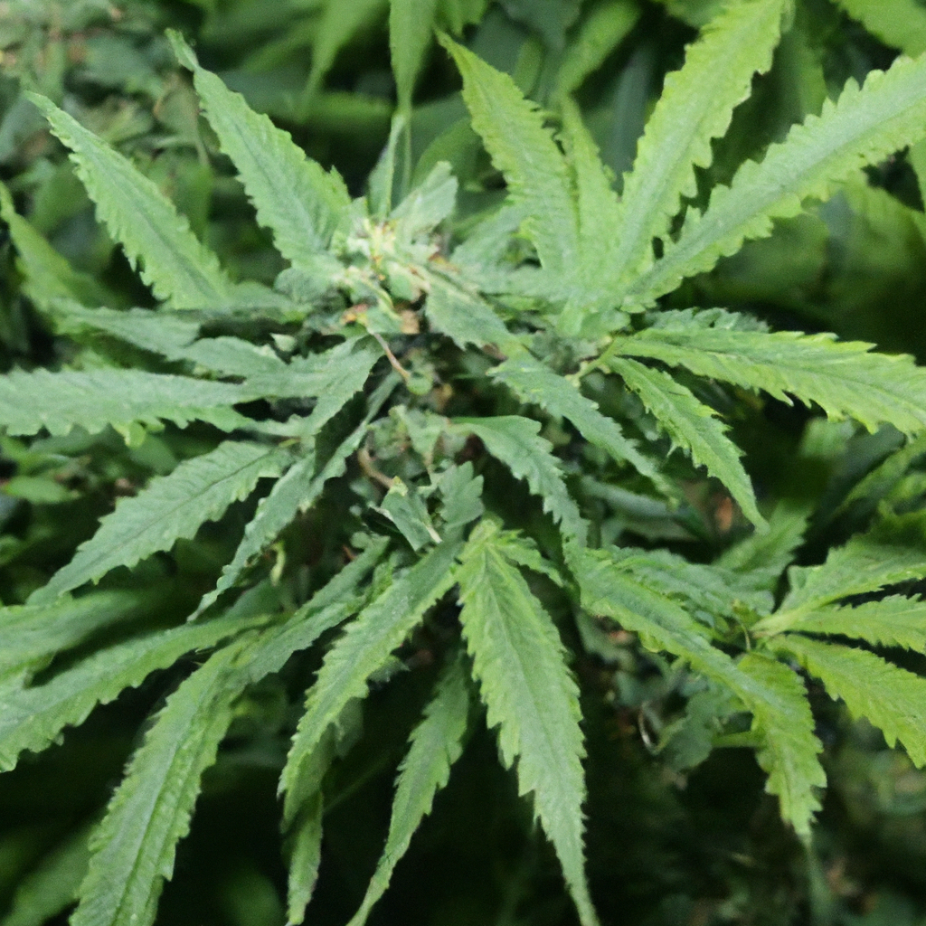 Magic’s Favorites: Exploring Cannabis Stress Adaptation