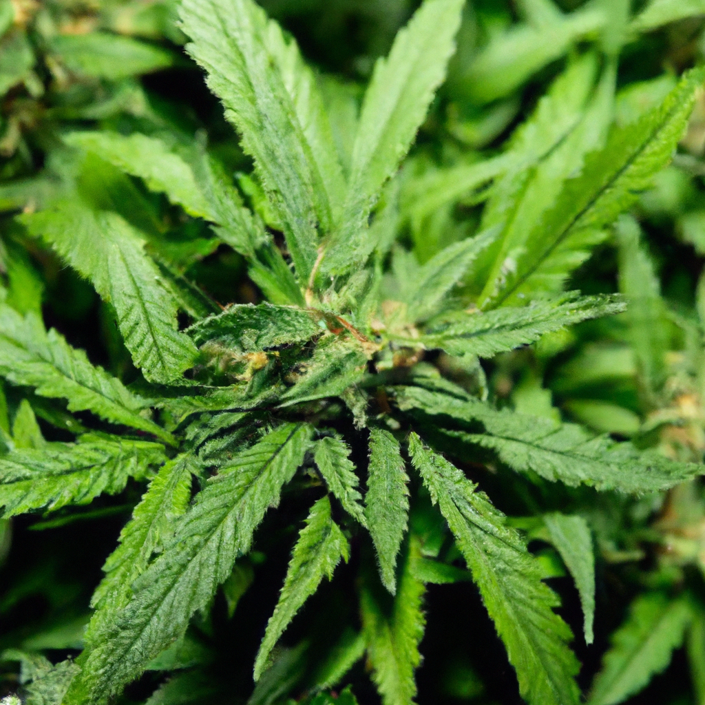 The Magic of Cannabis Resilience: How Magic Sees It