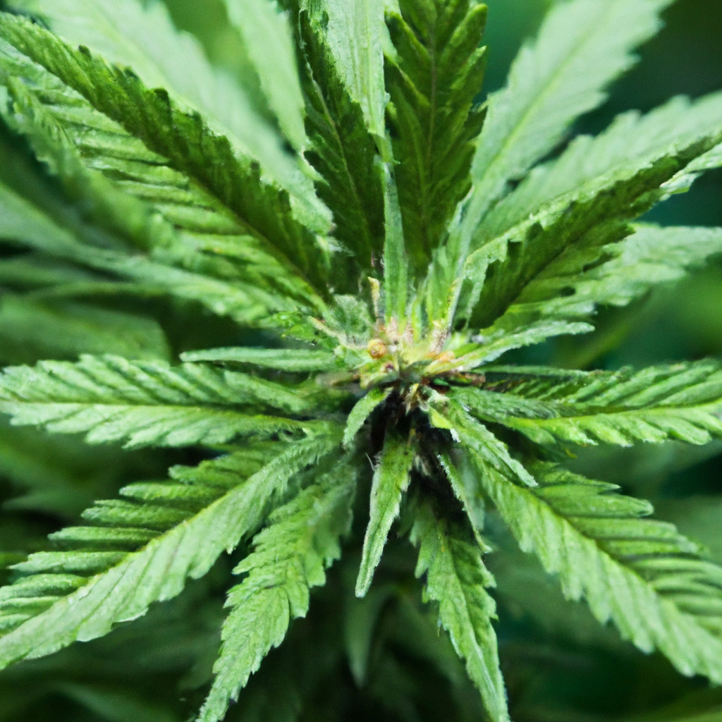 Innovative Cannabis Branding: Standing Out in a Crowded Market