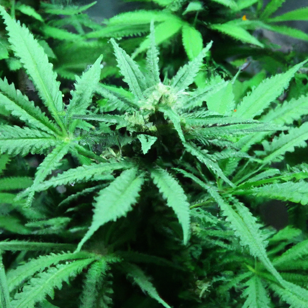 Magic’s Favorites: Techniques for Thriving in Cannabis Cultivation