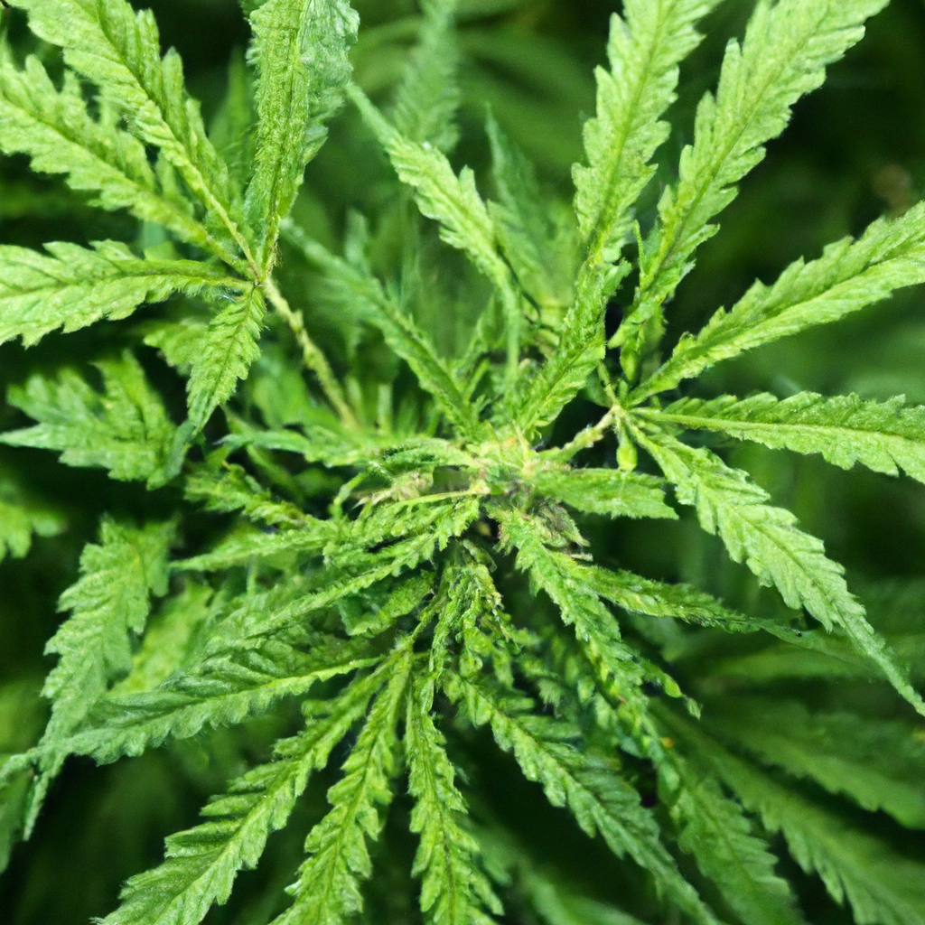 Sustainable Cannabis: The Role of Renewable Genetics