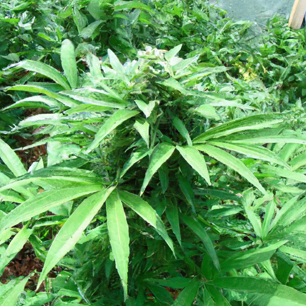 Innovative Irrigation in High-Altitude Cannabis