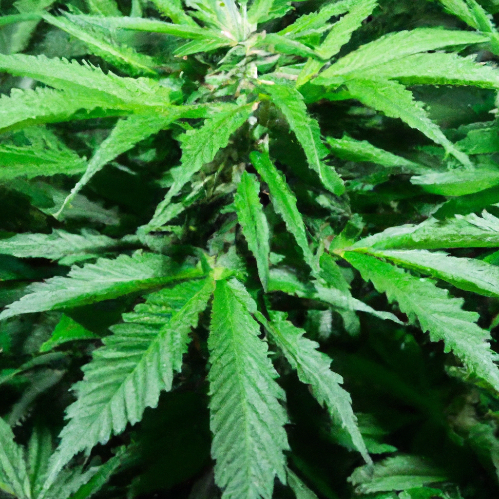 Greening Your Grow: Sustainable Tools in Cannabis Cultivation