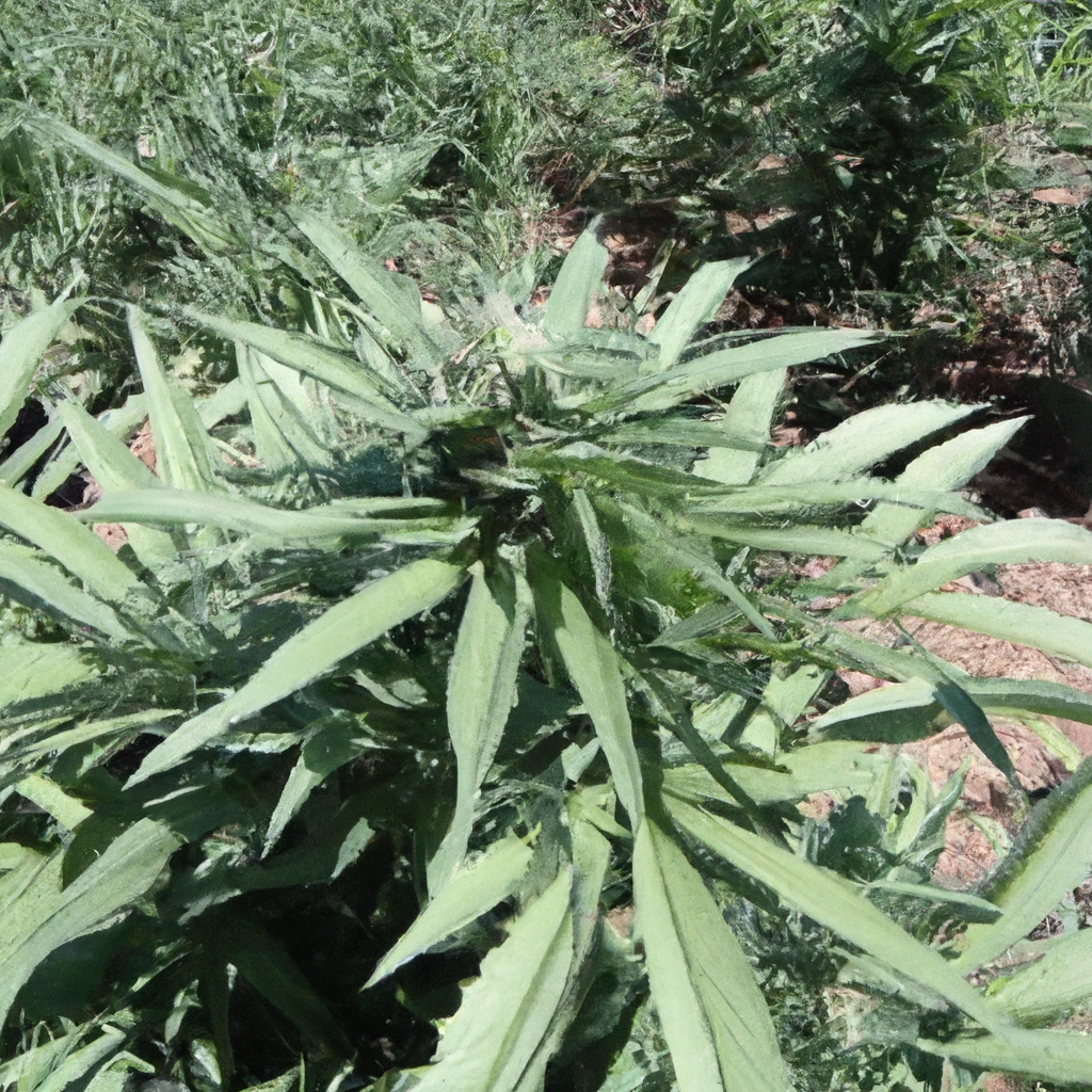 Magic’s Favorites: Navigating Cannabis Water Conservation