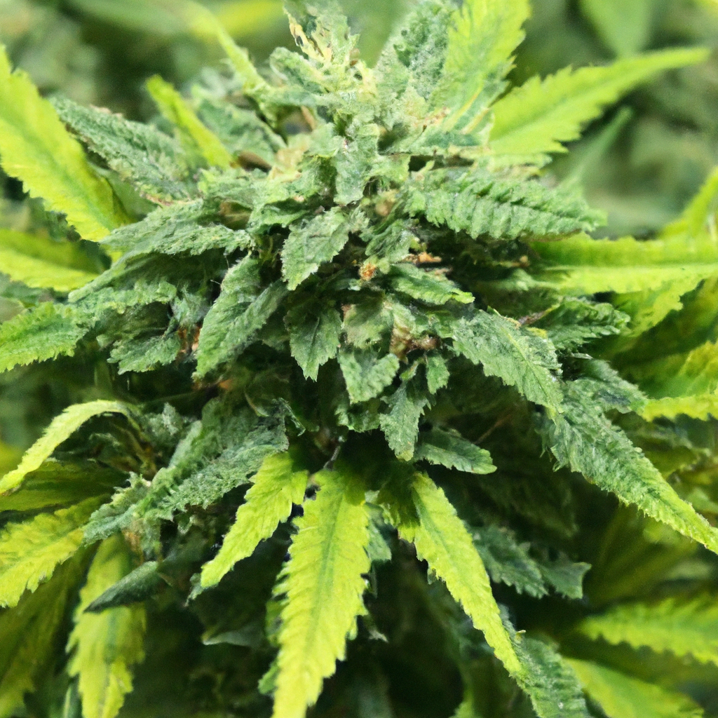 Sustainable Cannabis: Optimizing Your Indoor Climate