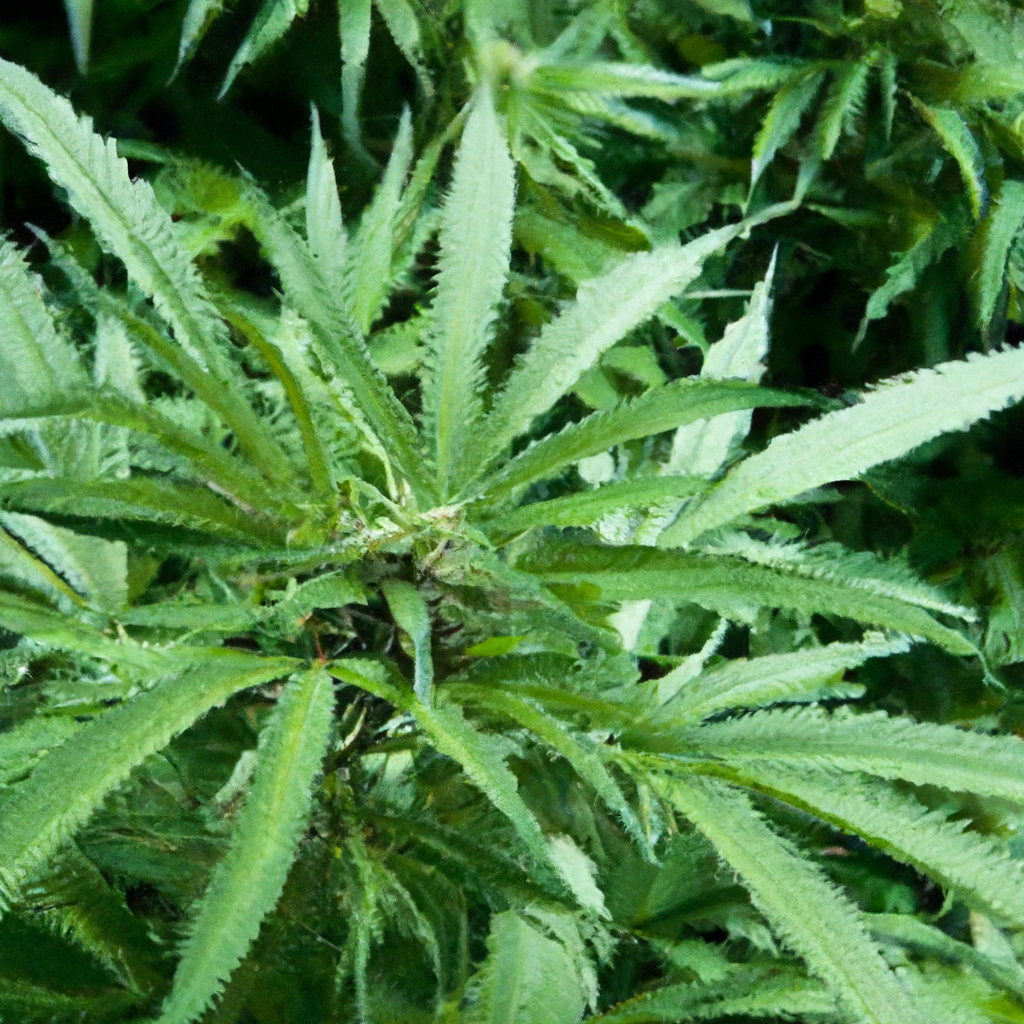 Gems from the Rockies: A Unique Cannabis Experience