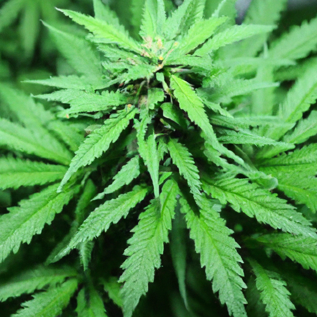 Unlocking Cannabis Potential: Indoor High-Yield Secrets