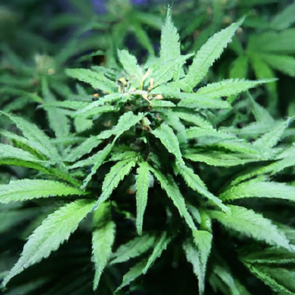 Mastering Advanced Cannabis Growing Techniques