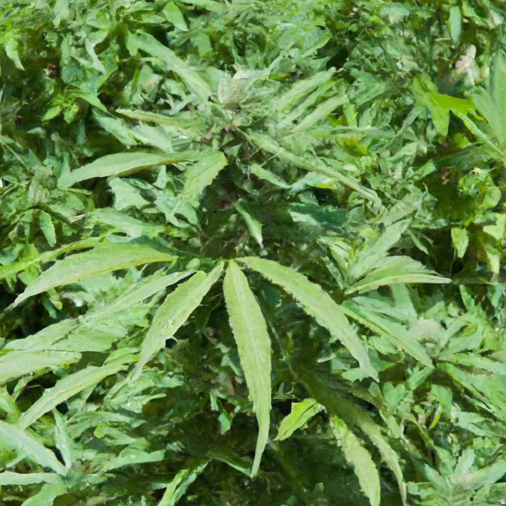 The High-Altitude Evolution: Cannabis Growing in Colorado