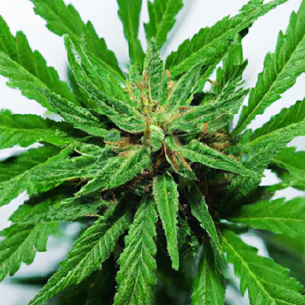 Introduction to Indoor Cannabis Cultivation for Beginners
