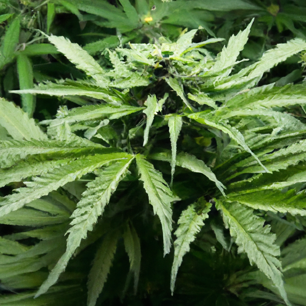 Harnessing Microclimates for Sustainable Cannabis Growth