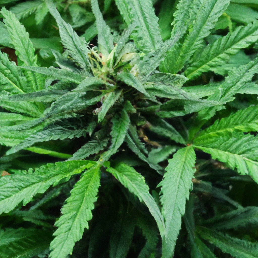 Unlocking Organic Soil Secrets for Cannabis Cultivation