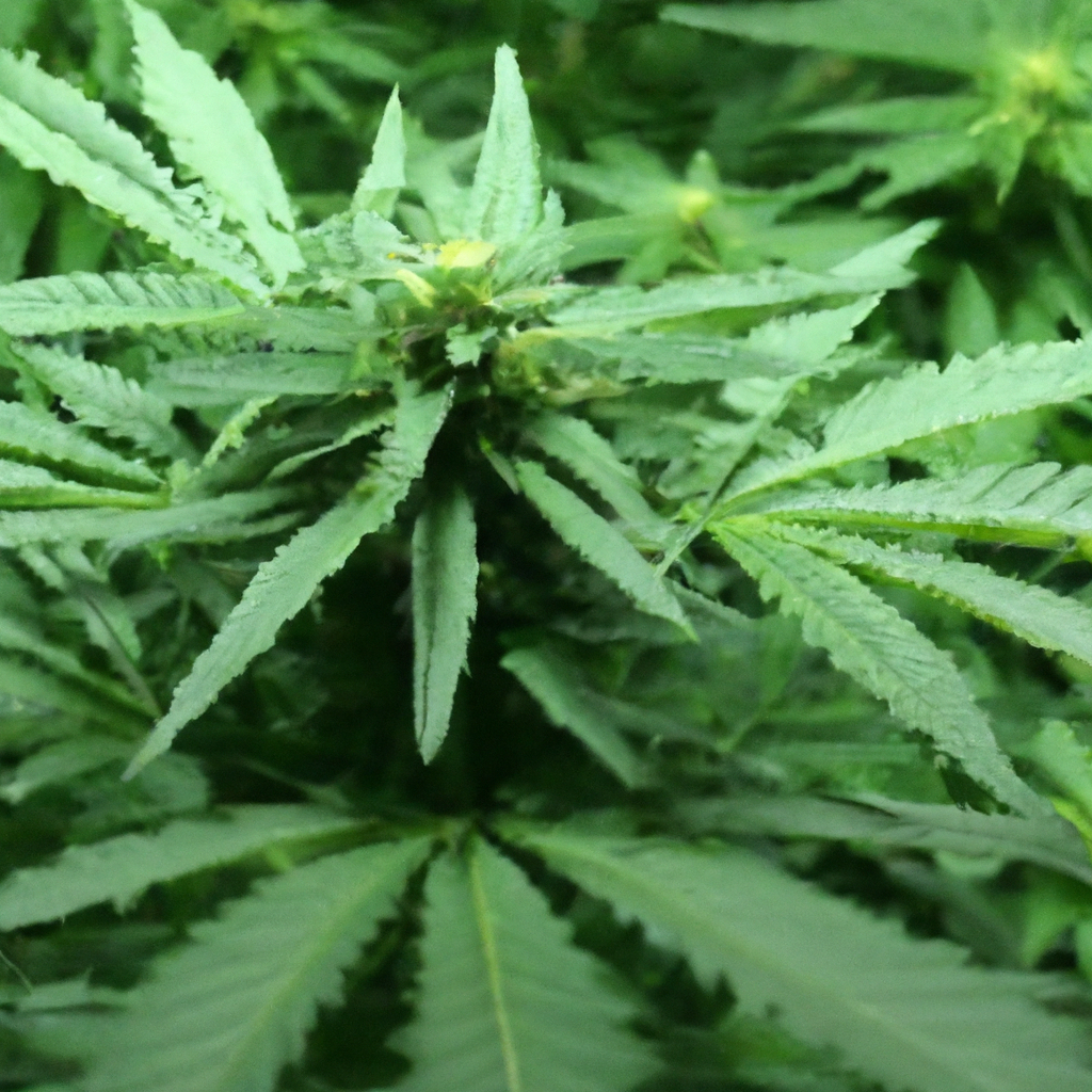 Cannabis Companion Plants: A Beginner’s Guide