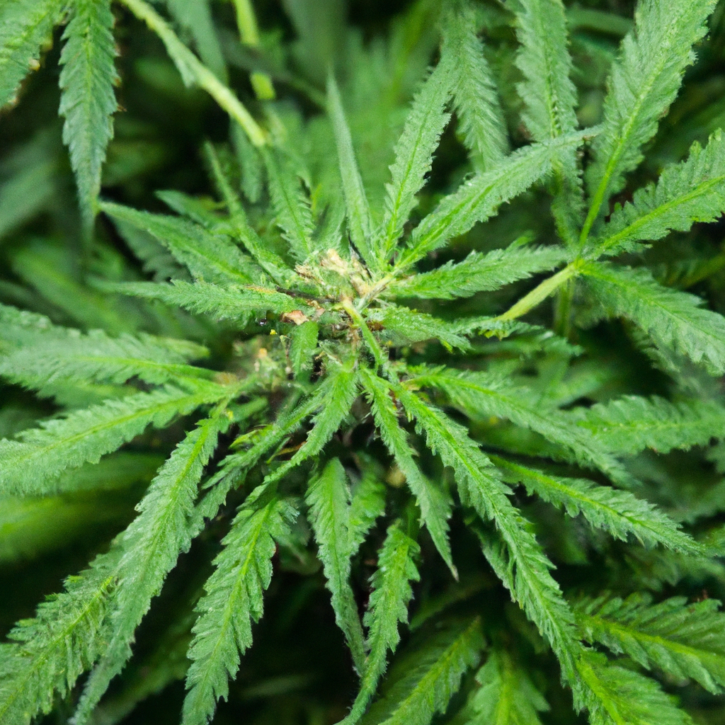 High-Altitude Cannabis: Natural Resilience and Growth