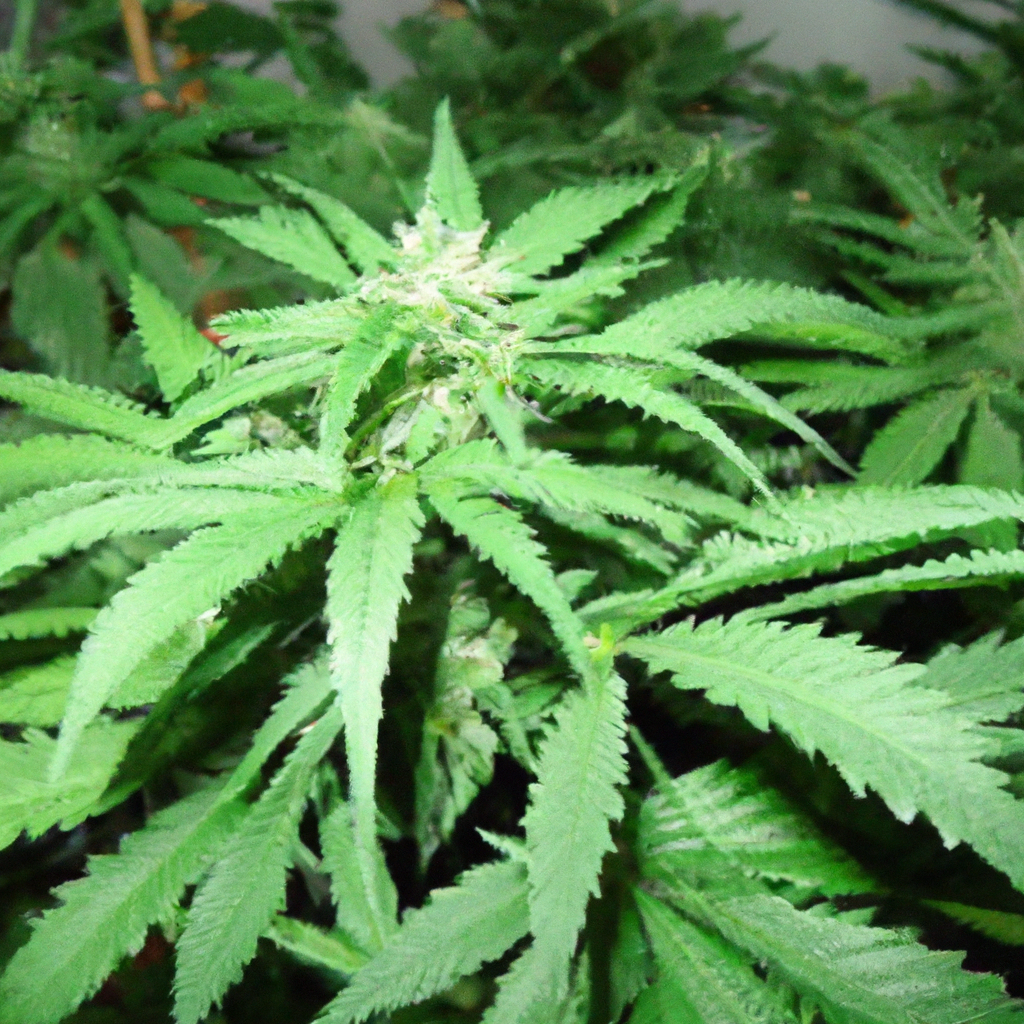 Unveiling Cannabis Companion Planting: Boost Your Grow