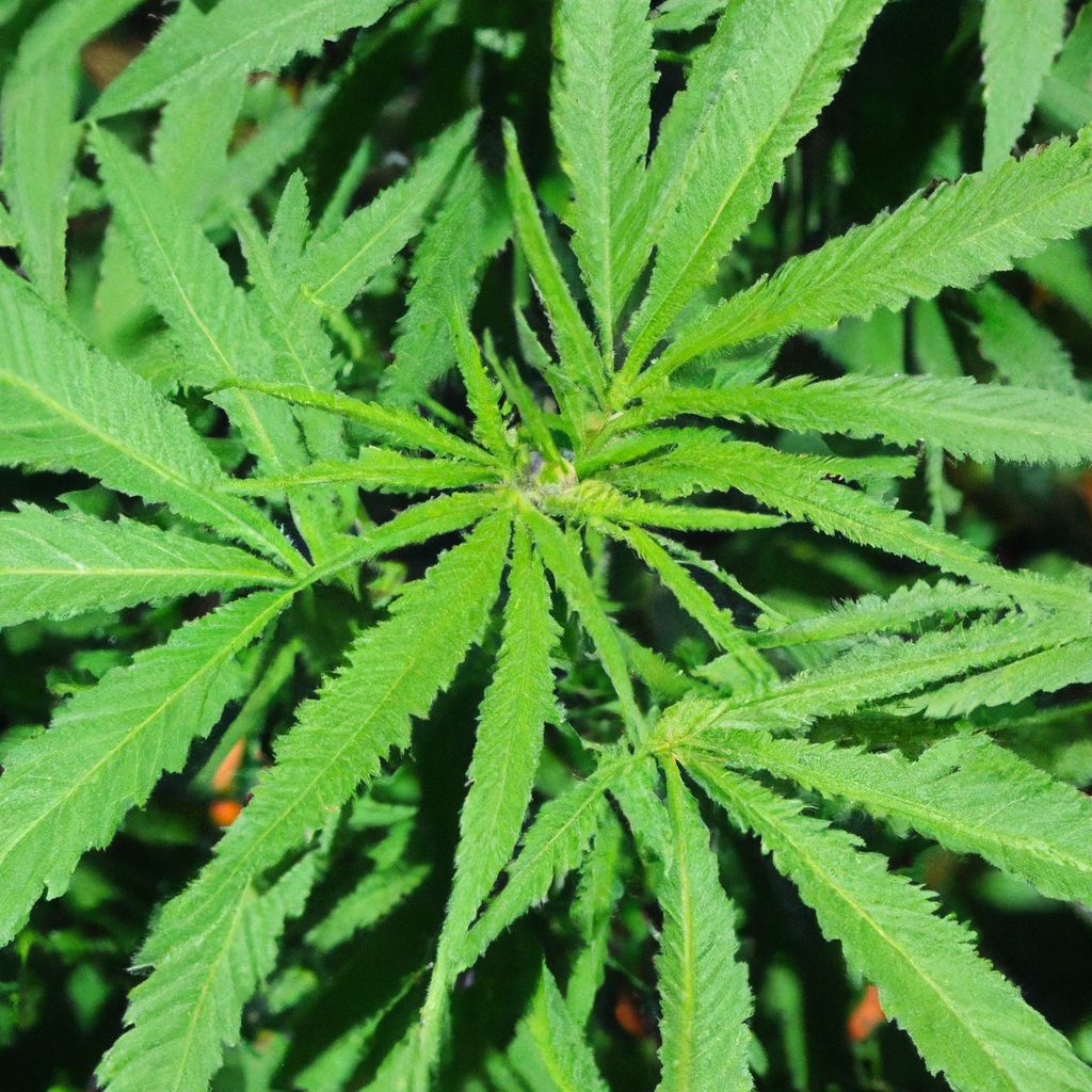 Magic’s Favorites: Secrets to Cannabis Organic Cultivation