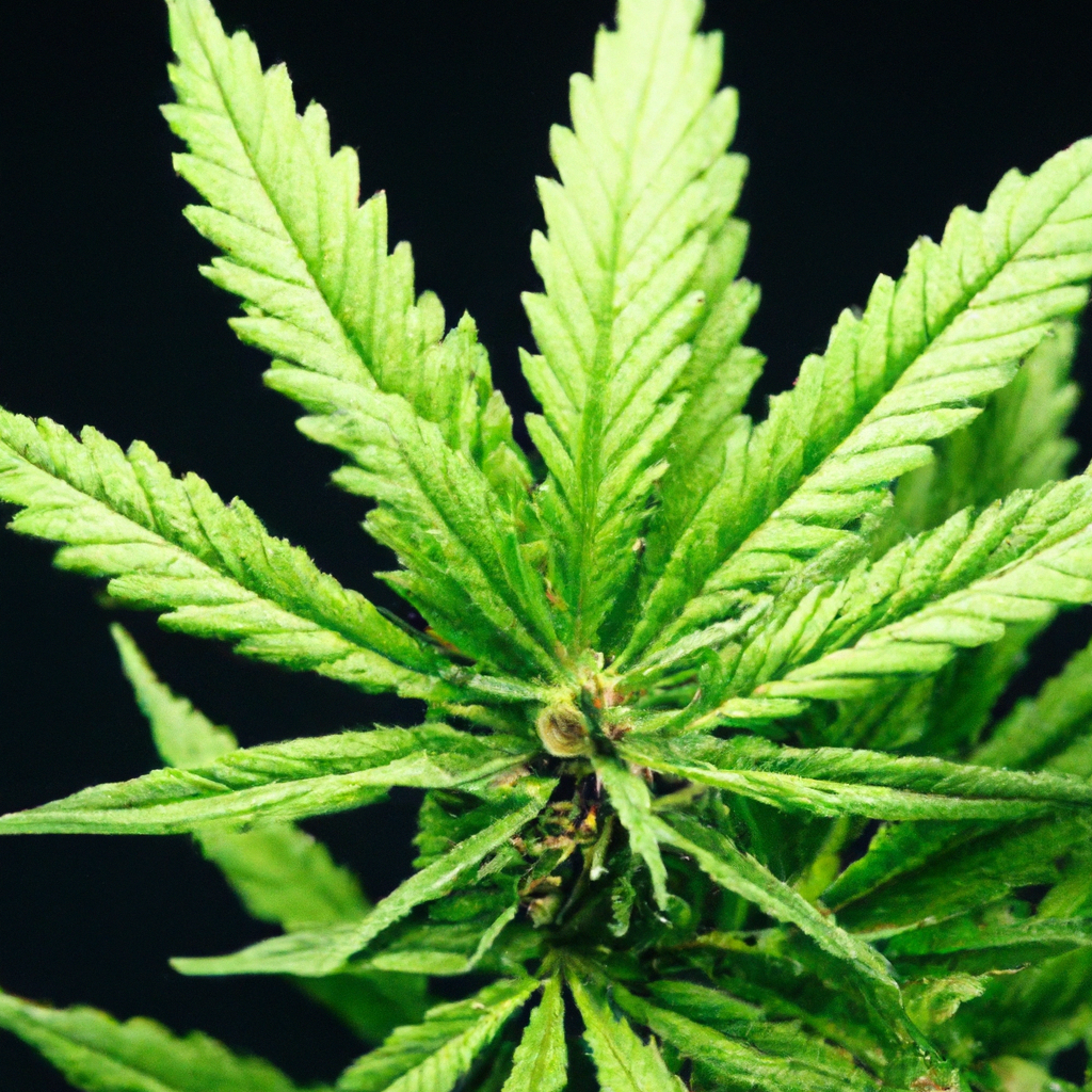 Medicinal Cannabis: Enhancing Arthritis Management Naturally