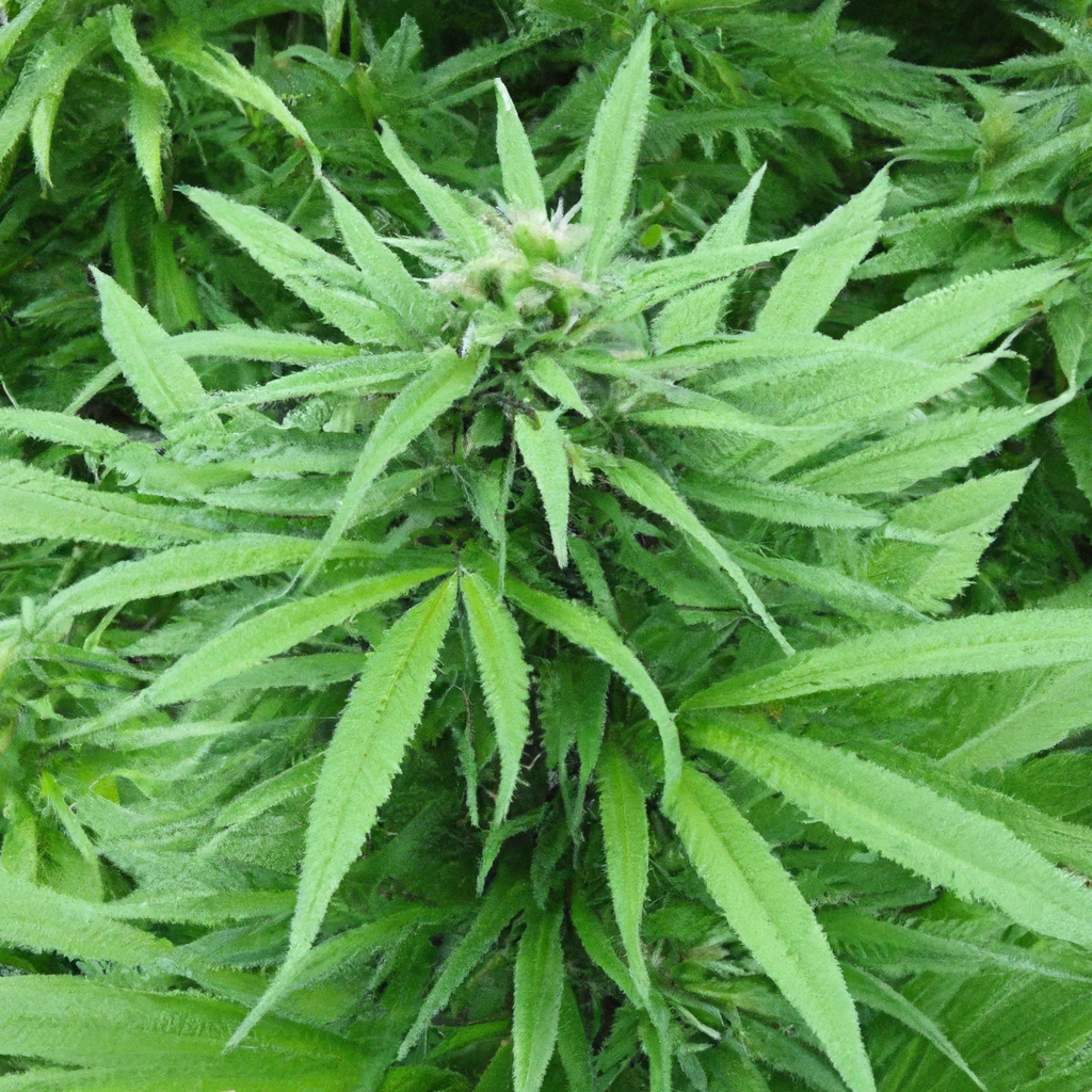 Maximizing Outdoor Cannabis Growth: A Beginner’s Guide