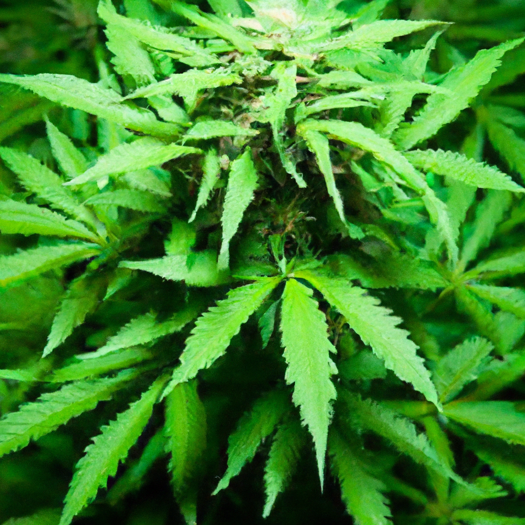 Cultivating Cannabis: A Journey Through Sustainability and Innovation