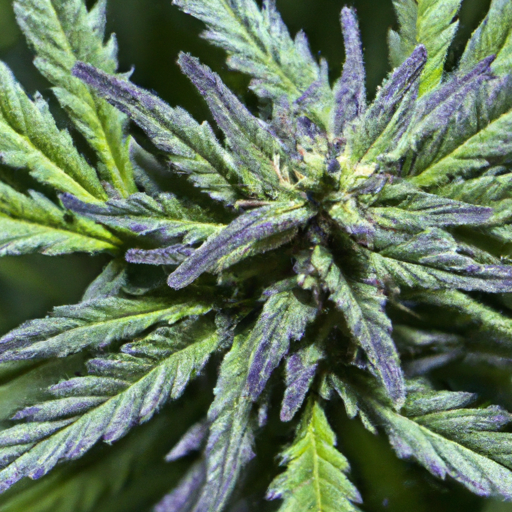 The Charm of “Lunar Lavender”: A Celestial Cannabis Delight