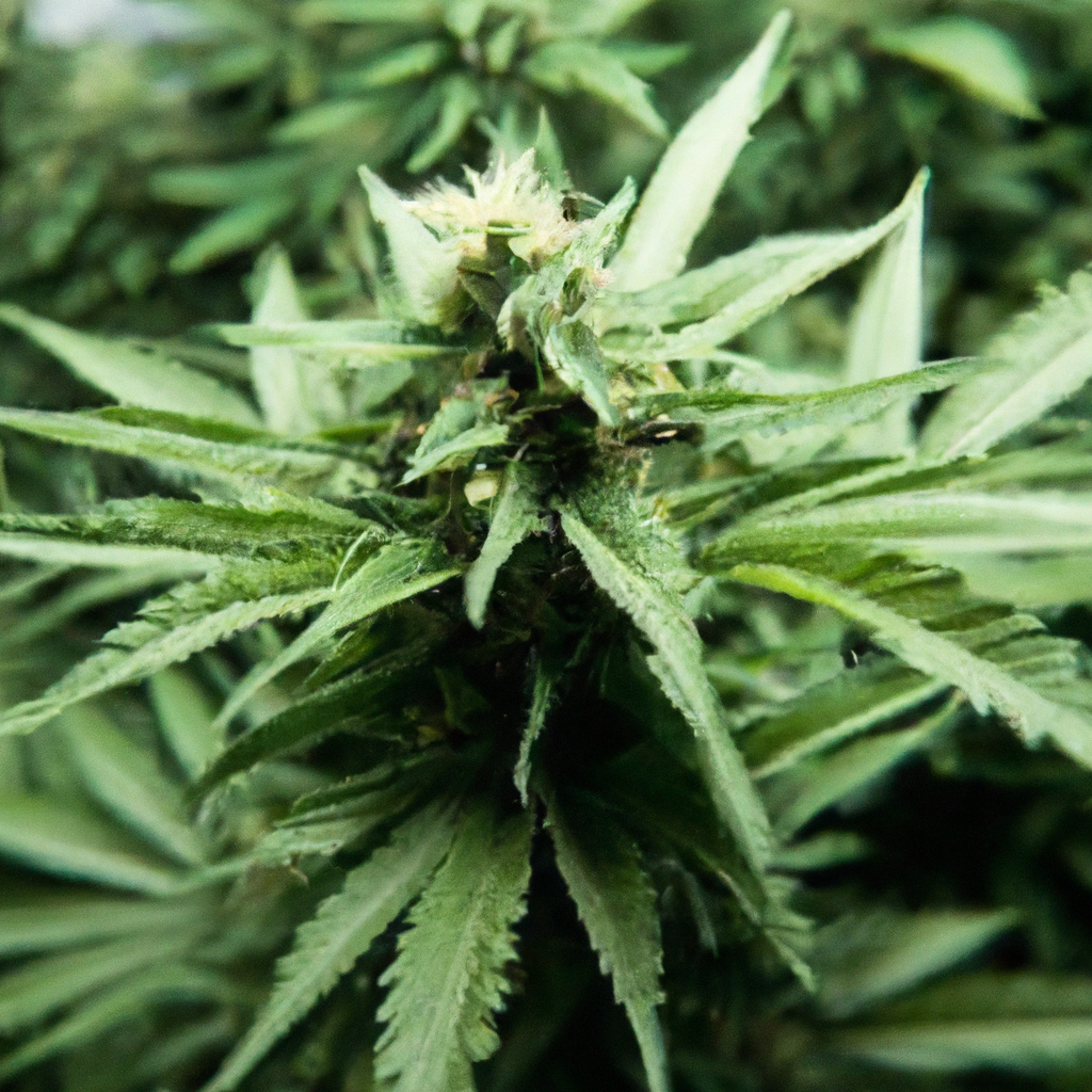 High-Altitude Cannabis: Engineering Success with Smart Tools