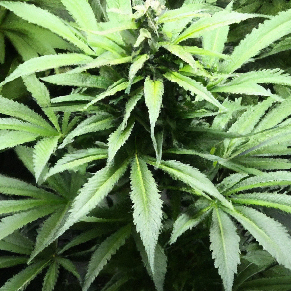 Magic’s Favorites: Navigating Cannabis Environmental Controls