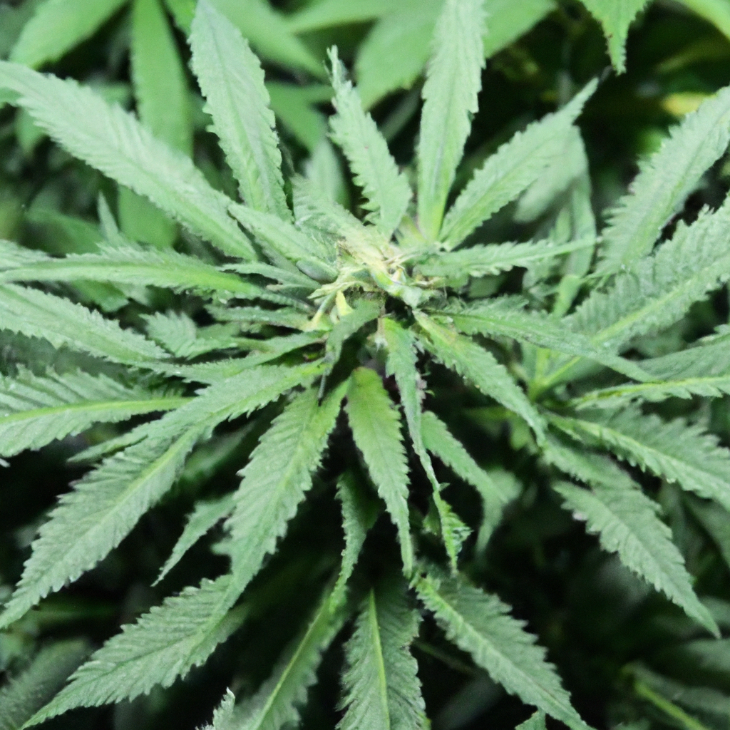 Going Green: The Future of Eco-Friendly Cannabis Cultivation