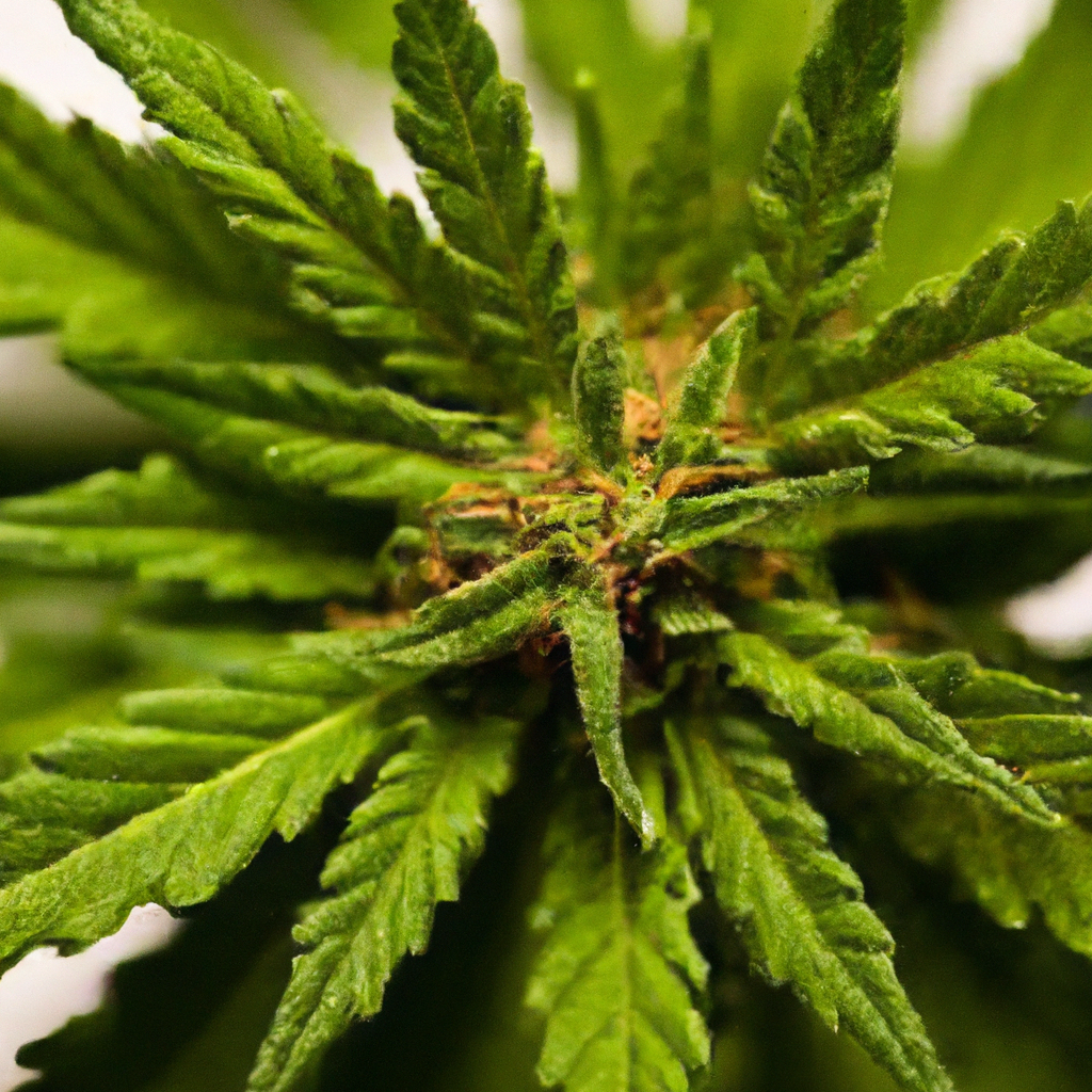 Starting Your Cannabis Journey: Insights from a Pro