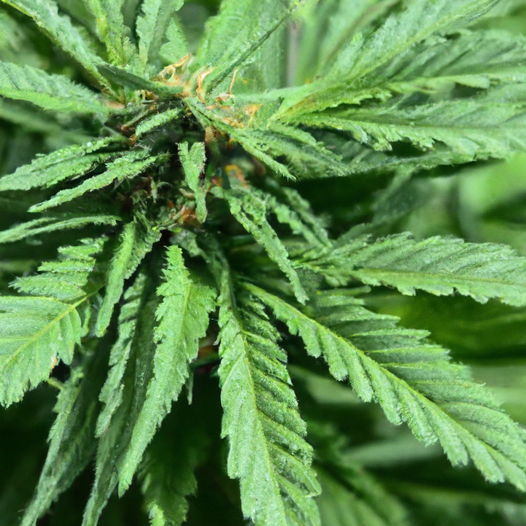 How to Master High-Altitude Cannabis Resilience