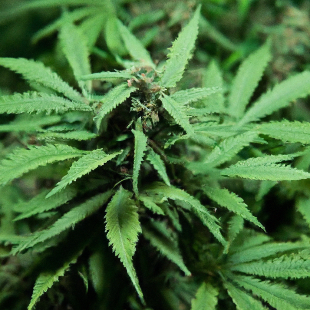 Magic’s Favorites: Unveiling the Craft of Small-Batch Cannabis