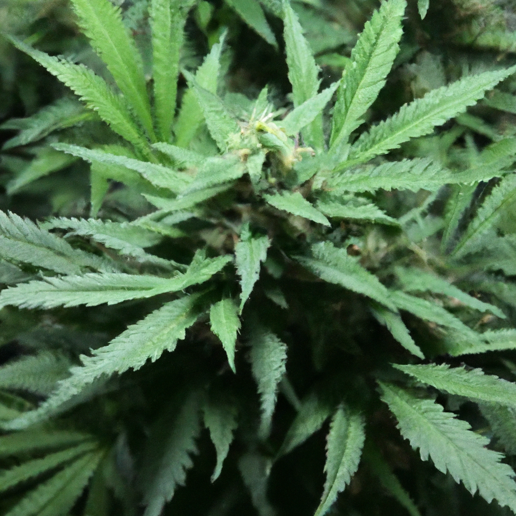 Top Beginner Challenges in Cannabis Cultivation