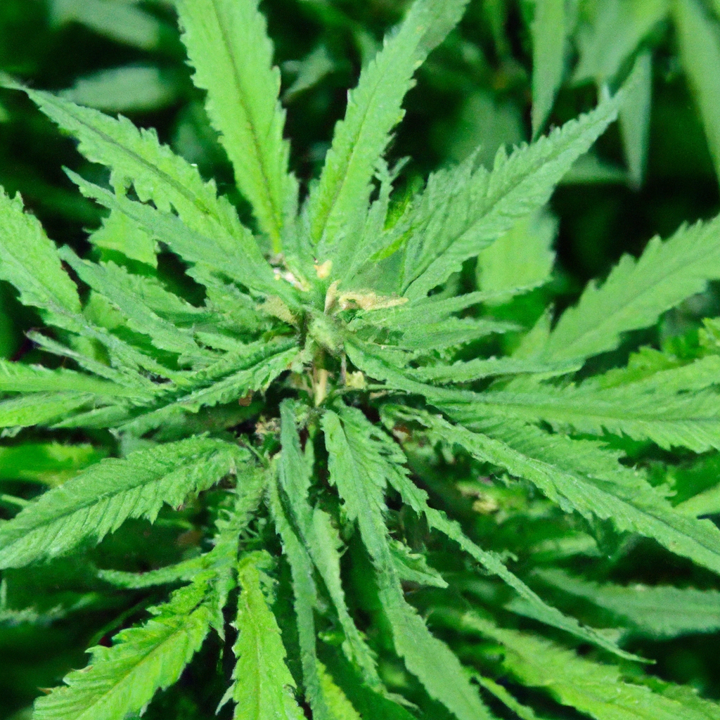 Unleashing the Magic of Cannabis Timing