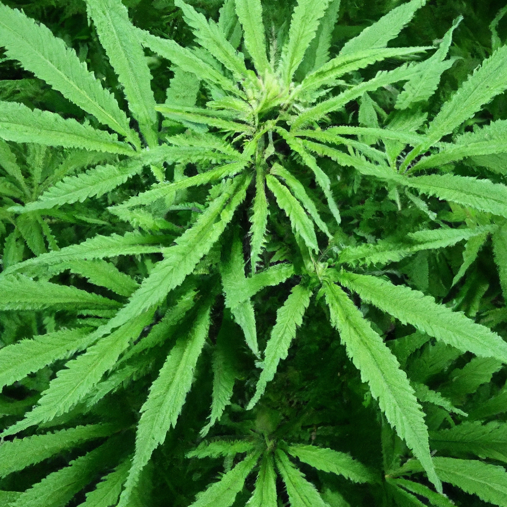 Unlocking Cannabis Water Management: The Key to Sustainable Cultivation