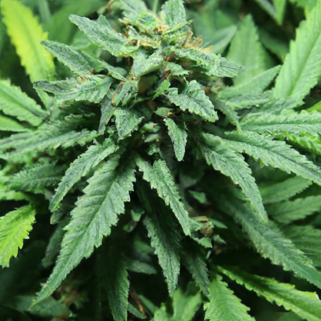 Magic’s Favorites: Unlocking the Secrets of Cannabis Soil Health