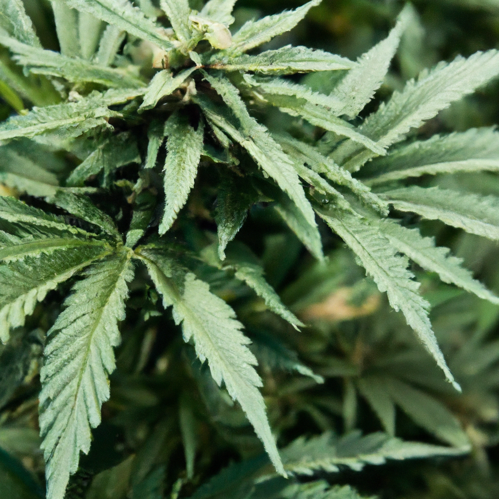 Enhancing Cannabis Cultivation with Sustainable Practices