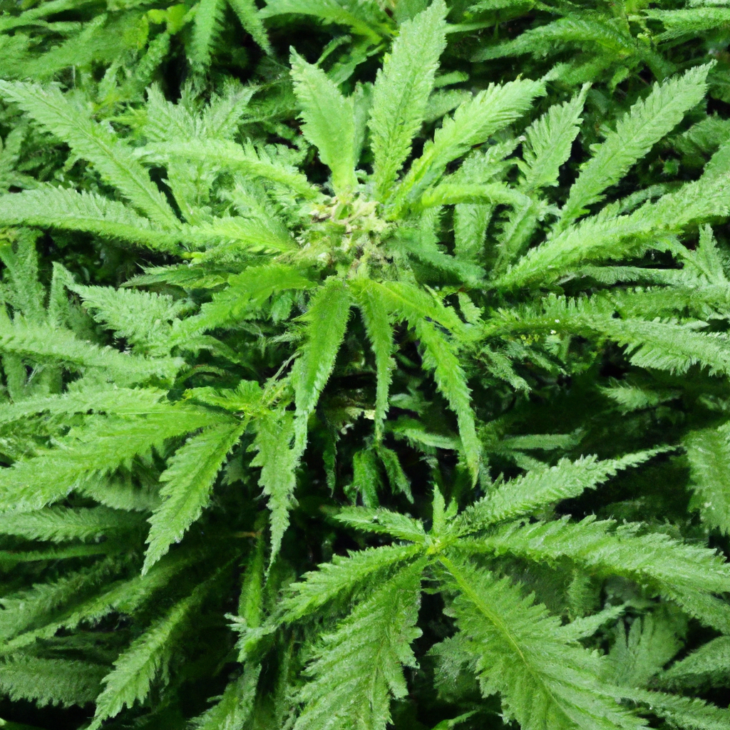 Mastering Water Efficiency: High-Altitude Cannabis Cultivation