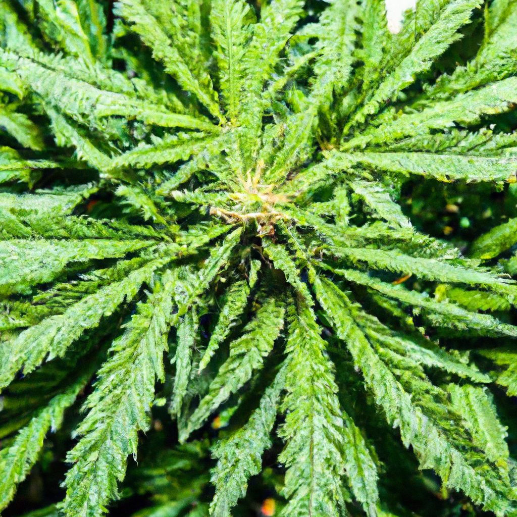 Unlocking the Magic: Cannabis Water Optimization