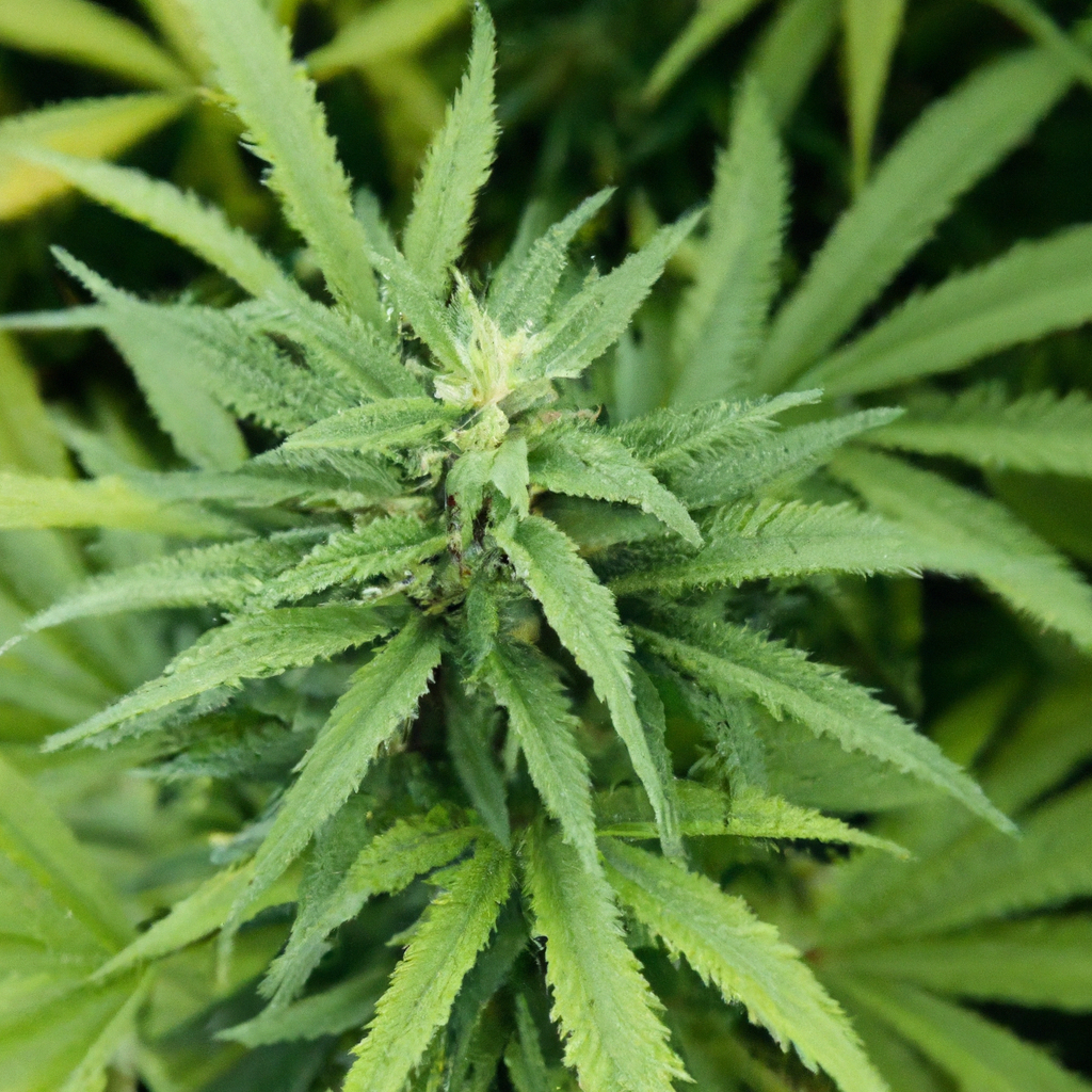Maximizing Cannabis Potential: Insights from a Seasoned Cultivator