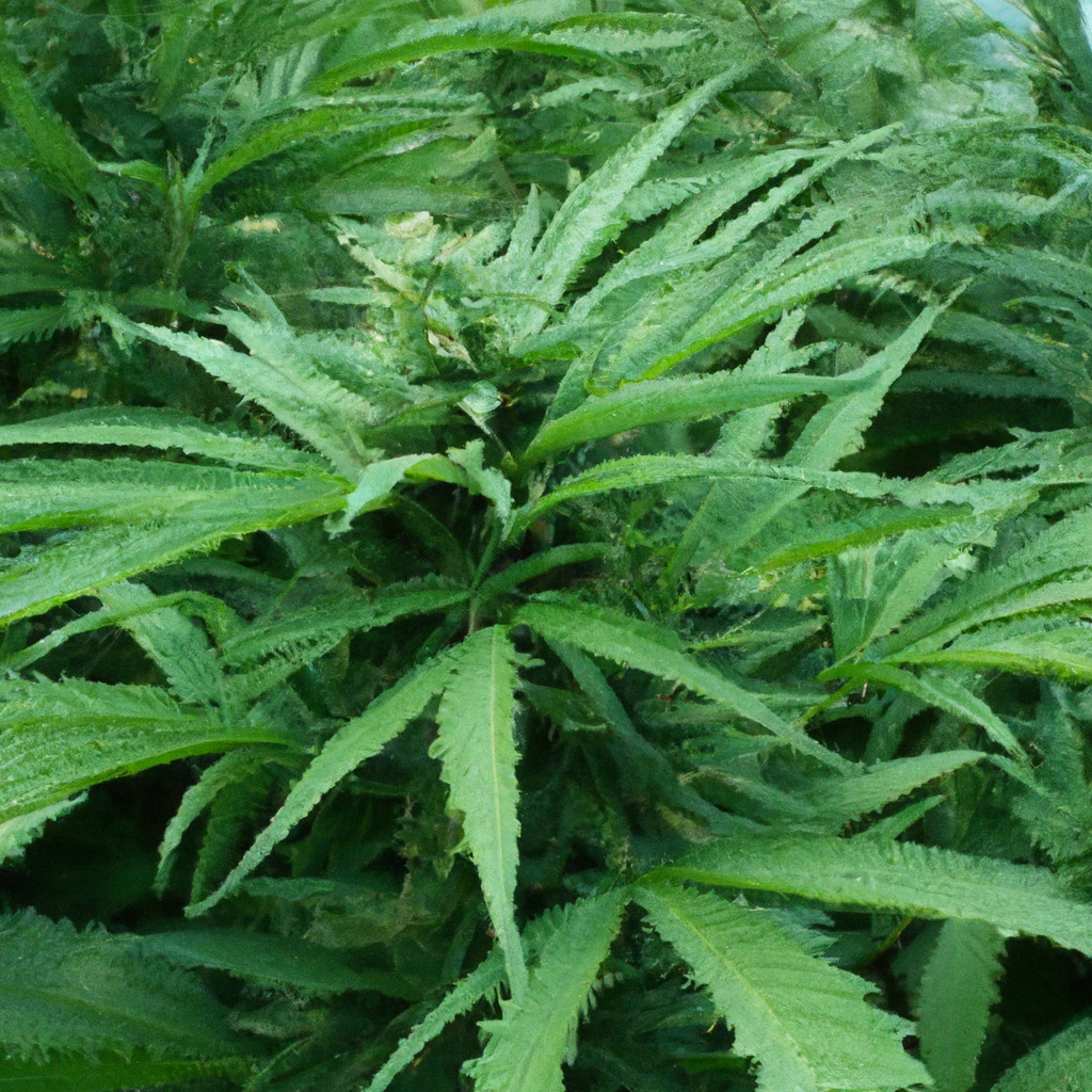 The Magic of Water-Conscious Cannabis Cultivation