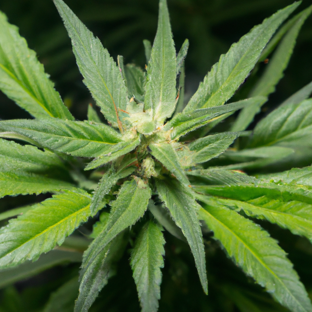 Discovering Cannabis Ecosystems: A Beginner’s Adventure