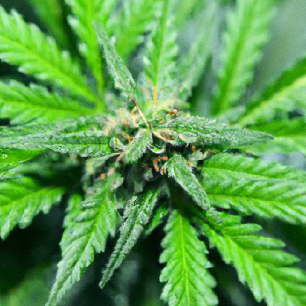 Enhancing Indoor Cultivation: The Medicinal Cannabis Journey