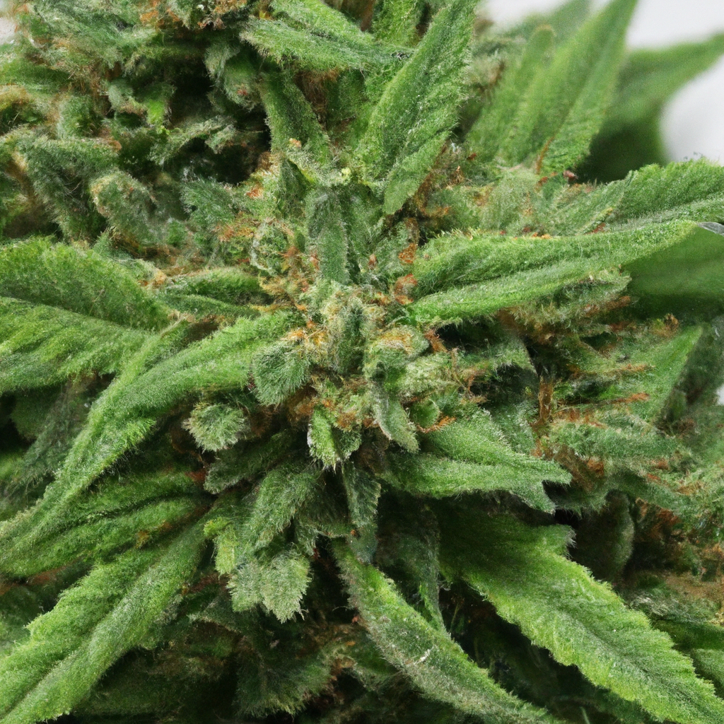 The Magic of Cannabis Educational Insights