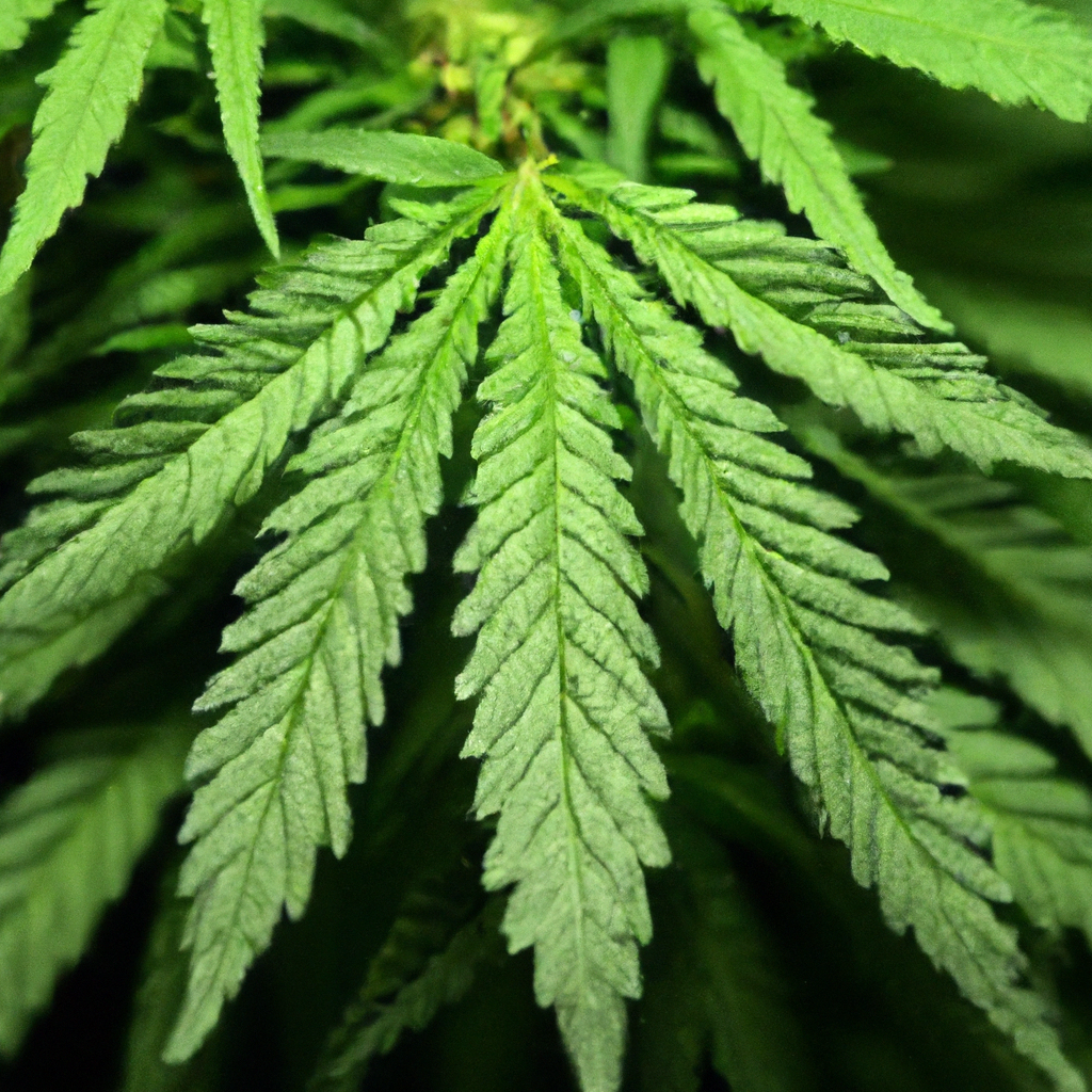 The Untold Story of Cannabis: A Holistic Approach
