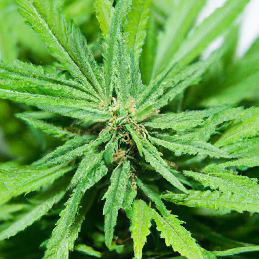 Magic’s Favorites: Secrets to High-Yield Cannabis