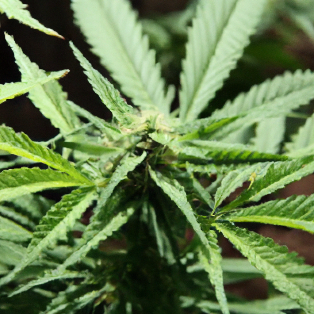 Secrets to Thriving Cannabis in Arid Climates