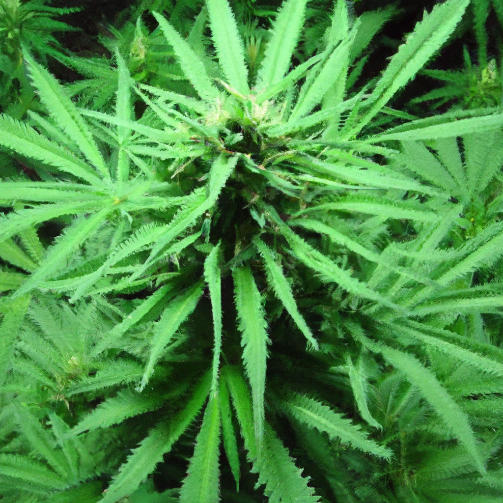 Crafting Cannabis Connections: Between Soil, Strain, and Soul