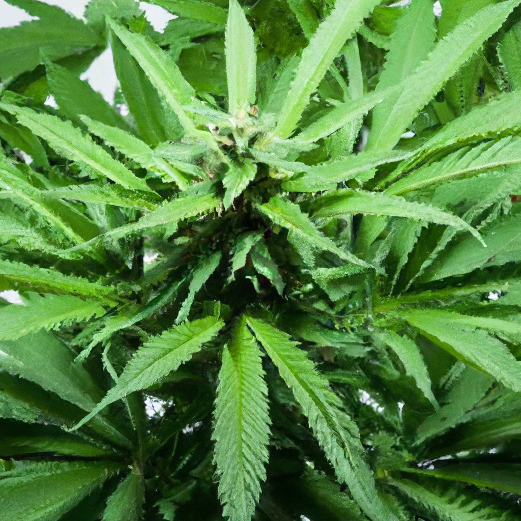 Unlocking the Potential: High-Altitude Cannabis Automation