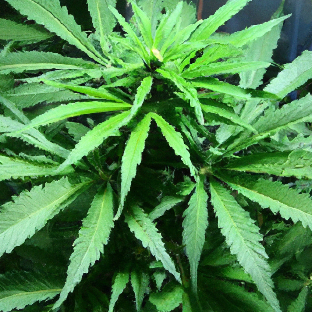 Your Essential Guide to Cannabis Water Management