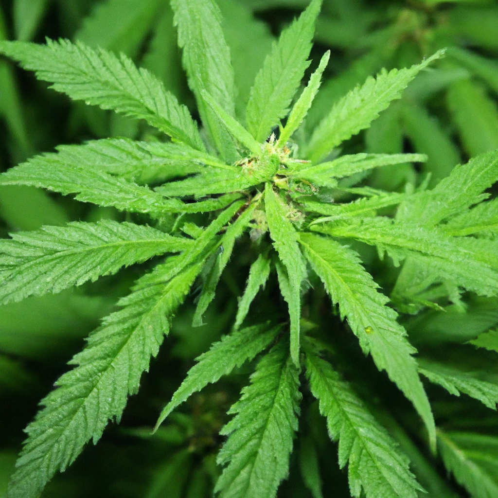 Crafting High-Yield Cannabis: Unique Cultivation Methods